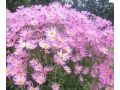 Chrysanthemum ( Dendranthema ) x rubellum 
