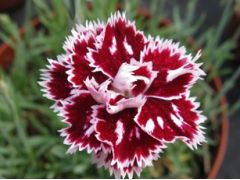 Dianthus 