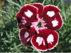 Dianthus 