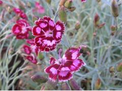Dianthus 