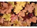 Heuchera 