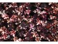 Heuchera 