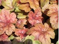 Heucherella 