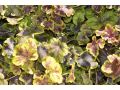 Heucherella 