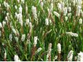 Persicaria vivipara - rdesno živorodé