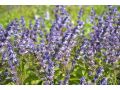 Salvia verticillata 