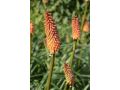 Kniphofia 