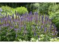 Veronicastrum virginicum 