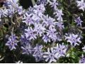 Phlox bifida 