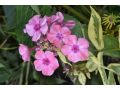 Phlox paniculata 