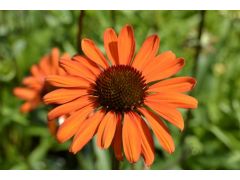 Echinacea 