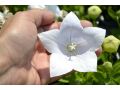 Platycodon grandiflorus 