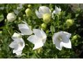 Platycodon grandiflorus 