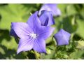 Platycodon grandiflorus 