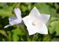 Platycodon grandiflorus 