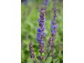 Salvia nemorosa 
