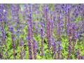 Salvia nemorosa 