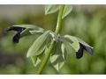 Salvia discolor - šalvěj dvoubarevná