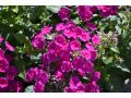 Phlox paniculata 