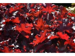 Heuchera 