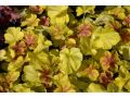 Heuchera 
