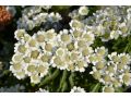 Achillea ptarmica 