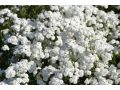 Achillea ptarmica 
