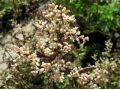Artemisia lactiflora 