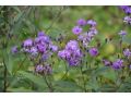 Vernonia arkansana - vernonie