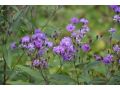 Vernonia crinita 