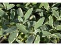 Salvia officinalis 