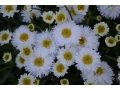 Leucanthemum 