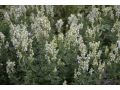Nepeta nuda 
