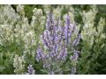 Nepeta nuda 