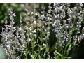 Nepeta nuda 
