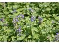 Nepeta racemosa 