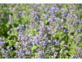 Nepeta faassenii 