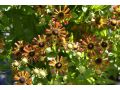 Helenium x hybridum 