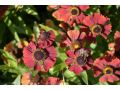 Helenium x hybridum 