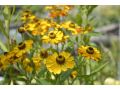Helenium x hybridum 