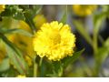Helenium x hybridum 