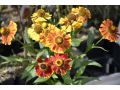 Helenium x hybridum 