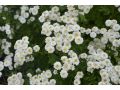 Tanacetum parthenium 
