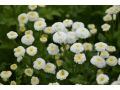 Tanacetum parthenium 