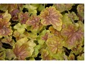 Heuchera 