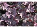 Heuchera 