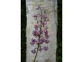 Lilium martagon - lilie zlatohlavá, zlatohlávek
