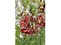Lilium tigrinum 