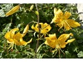 Lilium tigrinum 