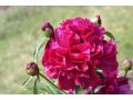 Paeonia lactiflora 